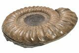 Ammonite (Paracoroniceras) Fossil - Dorset, England #206847-1